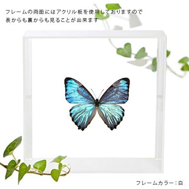 蝶の標本 ポルティスモルフォ モルフォチョウ アクリルフレーム 黒｜slow-lifes｜04