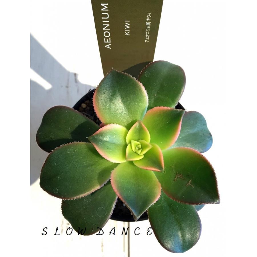 アエオニウム キウィ 2 5号プラポット アエオニウム属 多肉植物 Earth Succulents Aeonium Kiwi25 スローダンス Yahoo 店 通販 Yahoo ショッピング