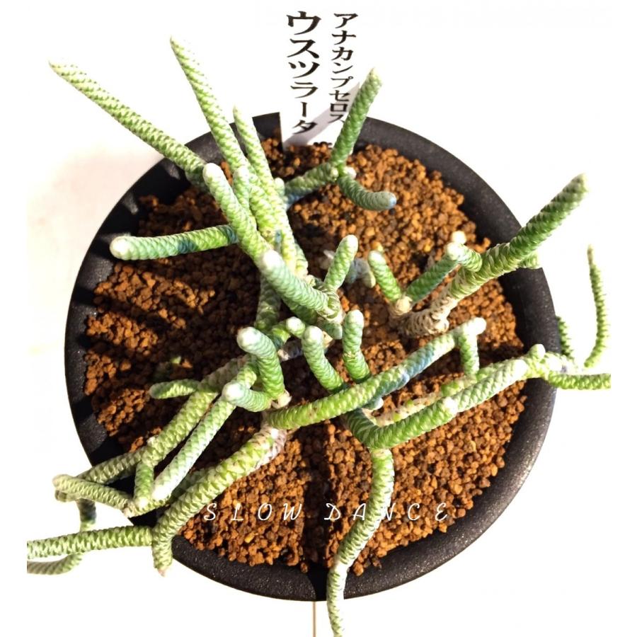 アナカンプセロス ウスツラータ 3号硬質鉢 スベリヒユ科アナカンプセロス属 多肉植物 ビザールプランツ Anacampseros Ustulata スローダンス Yahoo 店 通販 Yahoo ショッピング
