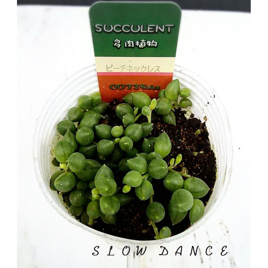 セネシオ セネキオ ピーチネックレス 2 5号ポット キク科セネシオ セネキオ属ロウリーアヌス 多肉植物 Asteraceae Senecio Rowleyanus スローダンス Yahoo 店 通販 Yahoo ショッピング