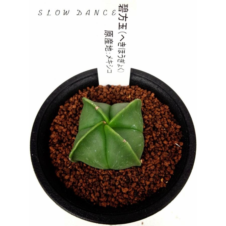 サボテン 碧方玉 2 5号硬質鉢 サボテン科アストロフィツム属 多肉植物 Astorophytum Myriostigma Var Quadricostatum Nudum スローダンス Yahoo 店 通販 Yahoo ショッピング