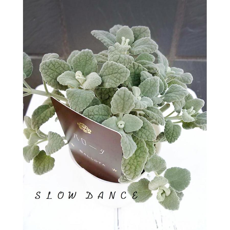 バロータ キャンディア 2 5号ポット シソ科バロータ属 Ballota Pseudodictamnus スローダンス Yahoo 店 通販 Yahoo ショッピング