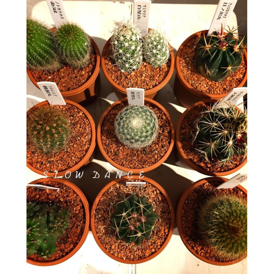 サボテン おまかせ5品種セット 2 5号プラポット サボテン科 多肉植物 1鉢540円 Cactus 5set Sa スローダンス Yahoo 店 通販 Yahoo ショッピング