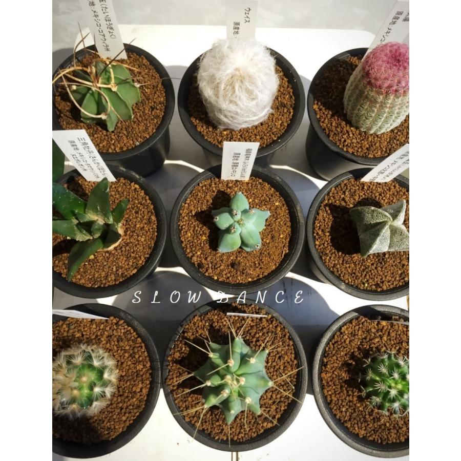サボテン 品種おまかせ 3鉢セット 2 5号硬質鉢 サボテン科 多肉植物 Cactus G 3set スローダンス Yahoo 店 通販 Yahoo ショッピング