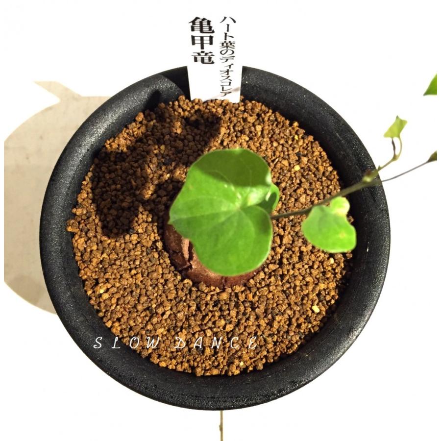 亀甲竜 ディオスコレア エレファンティペス 3号硬質鉢 ヤマノイモ科ディオスコレア属 多肉植物 ビザールプランツ Dioscorea Elephantipes スローダンス Yahoo 店 通販 Yahoo ショッピング