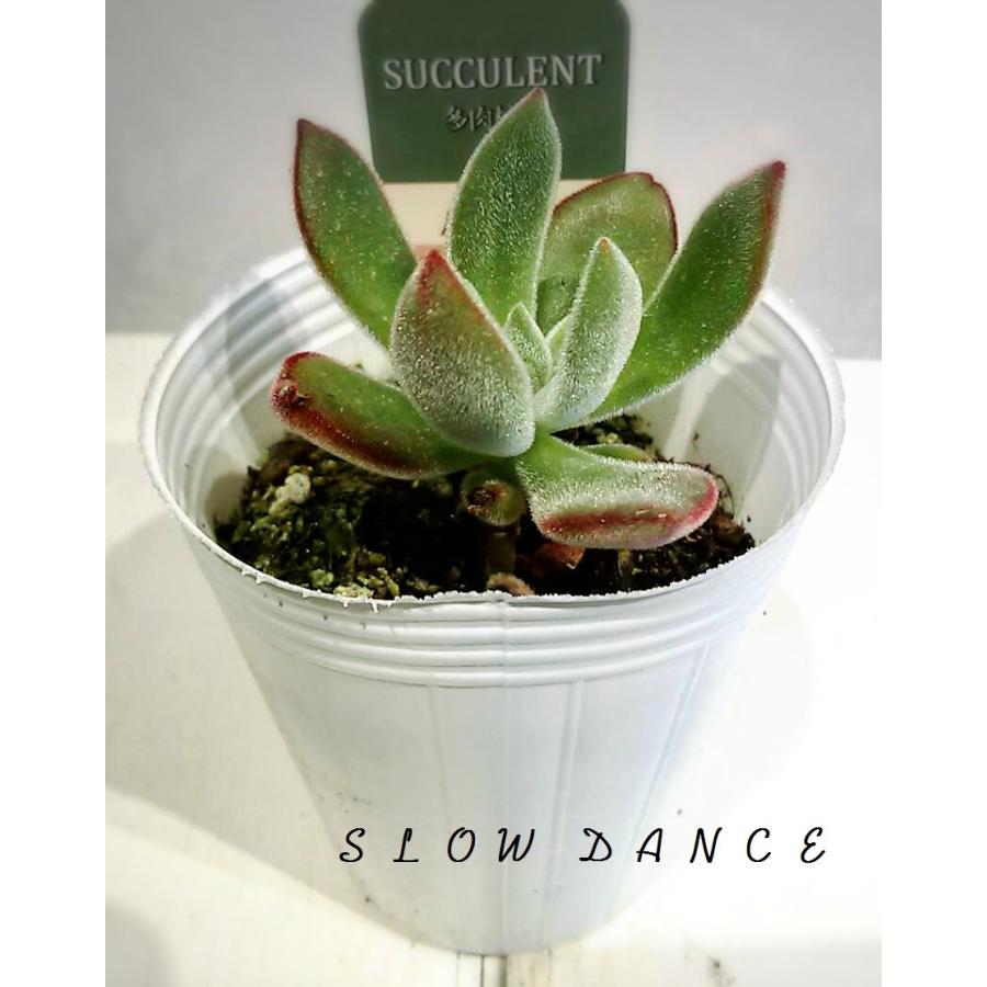 エケベリア ハムシー 2 5号ポット ベンケイソウ科エケベリア属 多肉植物 Echeveria Harmsii スローダンス Yahoo 店 通販 Yahoo ショッピング