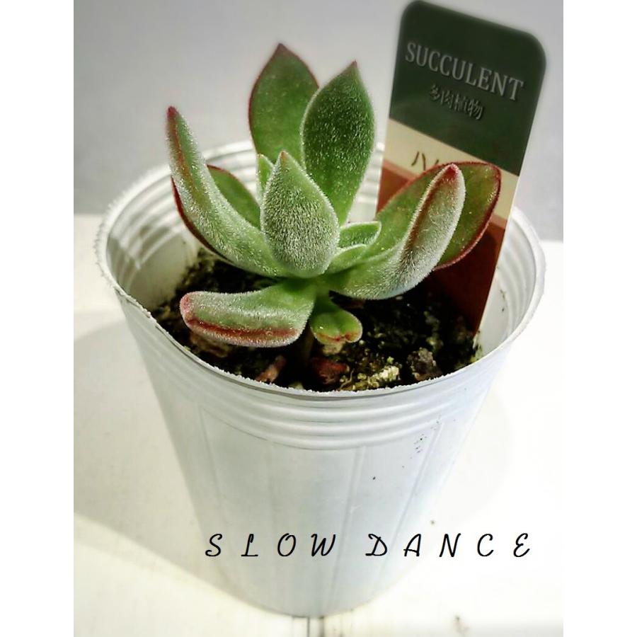 エケベリア ハムシー 2 5号ポット ベンケイソウ科エケベリア属 多肉植物 Echeveria Harmsii スローダンス Yahoo 店 通販 Yahoo ショッピング