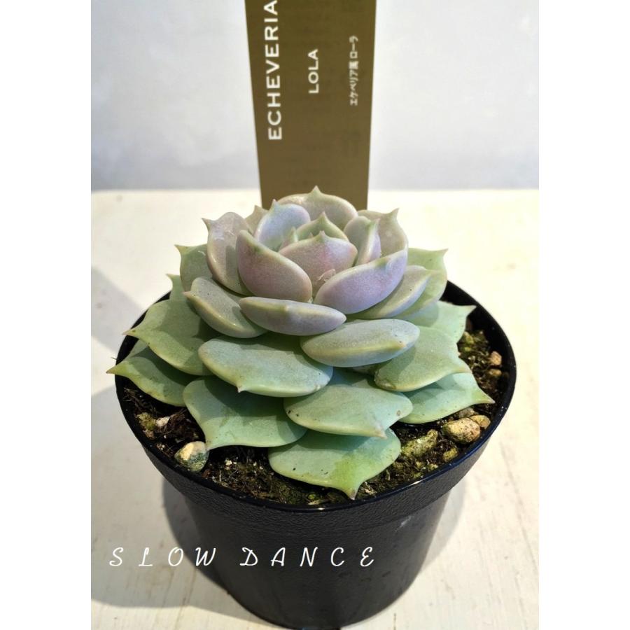 エケベリア ローラ 2 5号プラポット エケベリア属 多肉植物 Earth Succulents Echeveria Lola スローダンス Yahoo 店 通販 Yahoo ショッピング