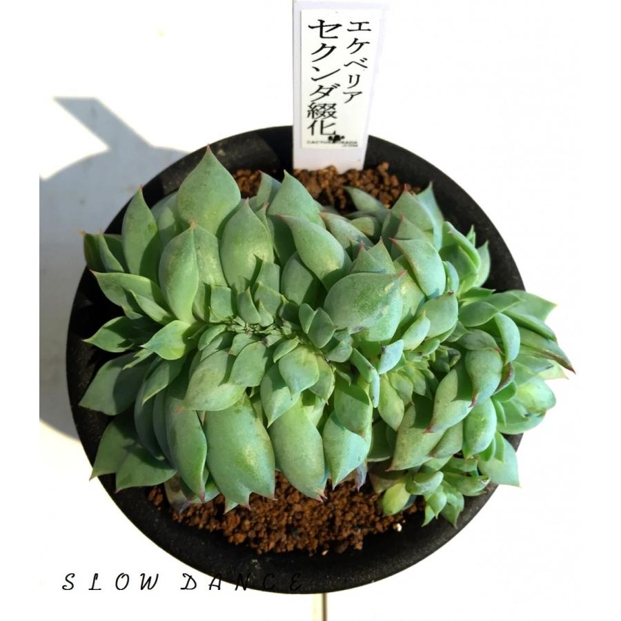 エケベリア セクンダ綴化 3号硬質鉢 ベンケイソウ科エケベリア属 多肉植物 ビザールプランツ Echeveria Secunda F Cristata スローダンス Yahoo 店 通販 Yahoo ショッピング