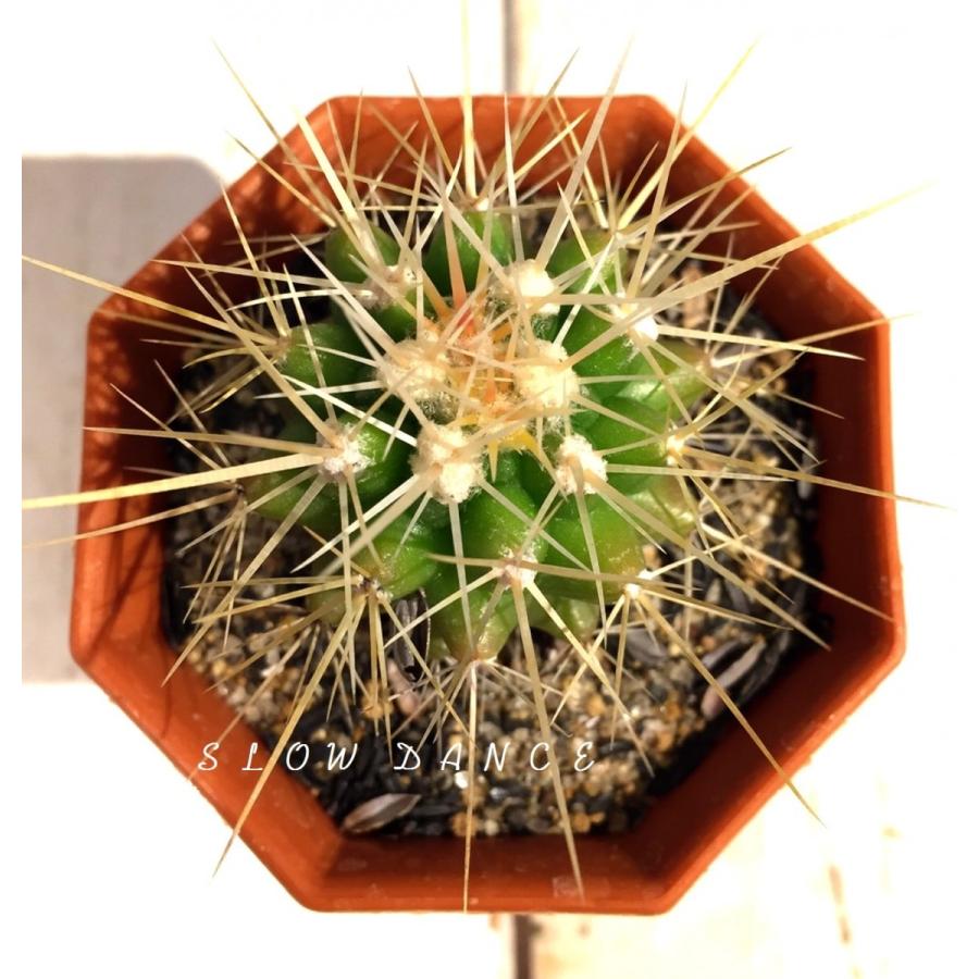 サボテン 金鯱/2号八角型プラポット エキノカクタス属 多肉植物  