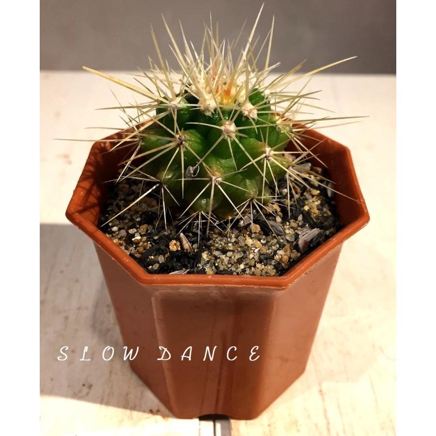 サボテン 金鯱/2号八角型プラポット エキノカクタス属 多肉植物  