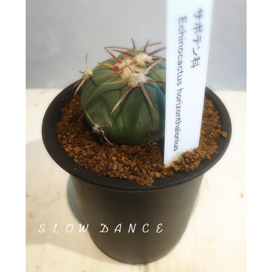 太平丸 サボテン：エキノカクタス 太平丸2.5号鉢植え の通販 | 園芸ネット