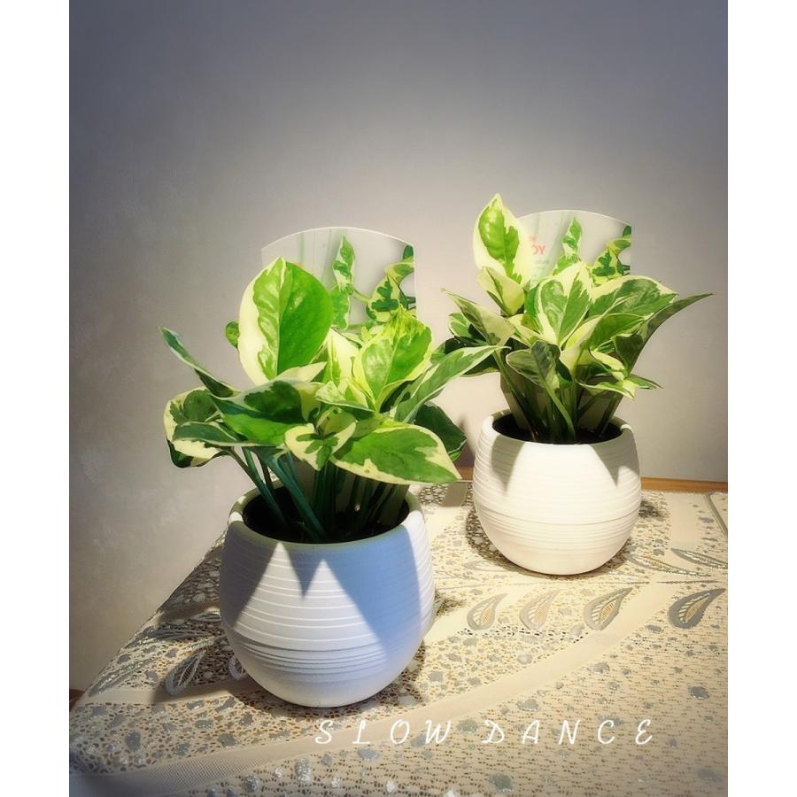 ポトス エンジョイ 2 5号ボールポット サトイモ科エピプレナム属 観葉植物 Epipremnum Aureum Njoy 25bp スローダンス Yahoo 店 通販 Yahoo ショッピング