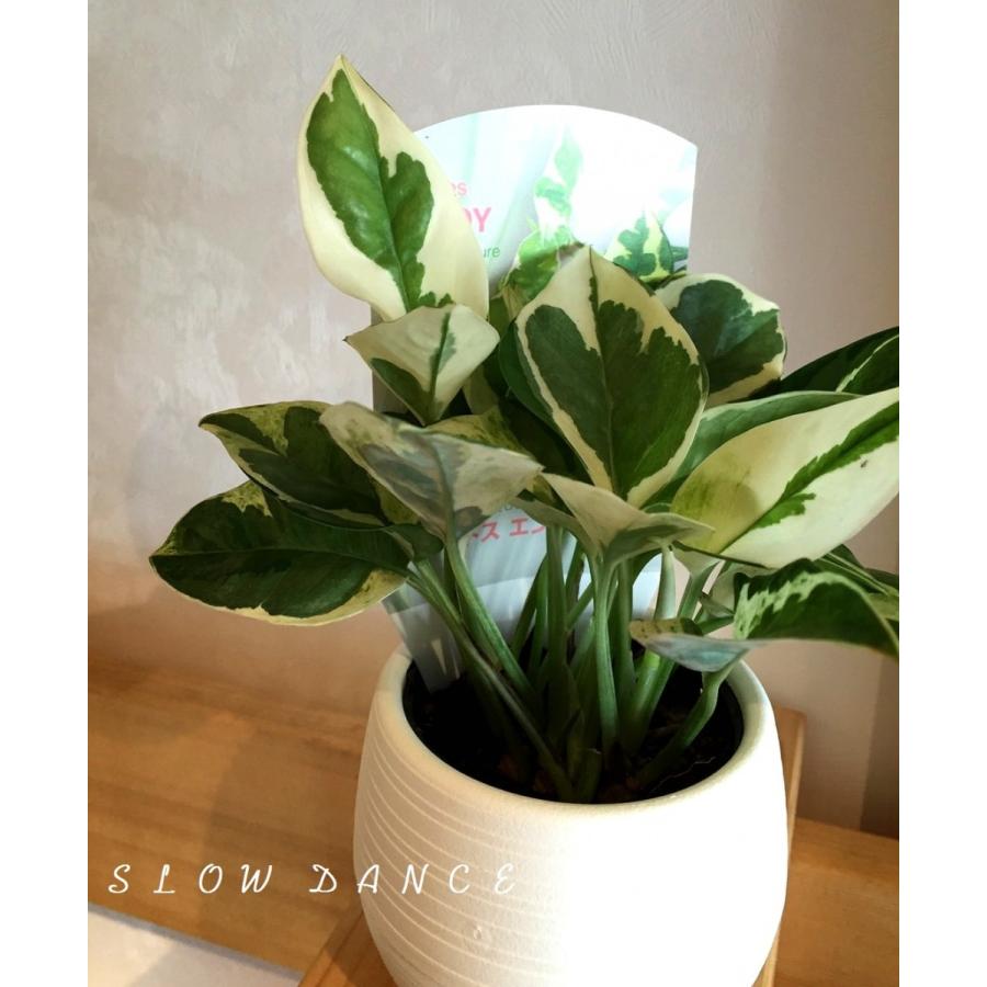 ポトス エンジョイ 2 5号ボールポット サトイモ科エピプレナム属 観葉植物 Epipremnum Aureum Njoy 25bp スローダンス Yahoo 店 通販 Yahoo ショッピング