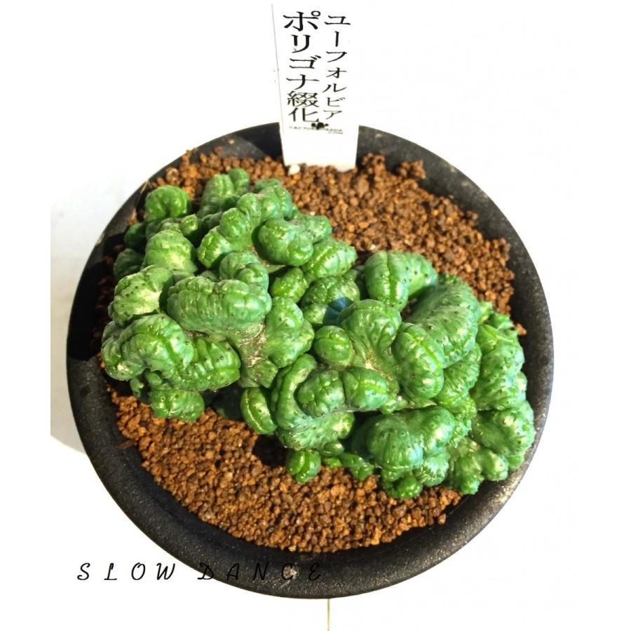 ユーフォルビア ポリゴナ綴化 3号硬質鉢 トウダイグサ科ユーフォルビア属 多肉植物 ビザールプランツ Euphorbia Polygona F Cristata スローダンス Yahoo 店 通販 Yahoo ショッピング