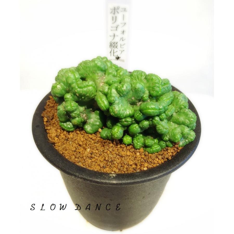 ユーフォルビア ポリゴナ綴化 3号硬質鉢 トウダイグサ科ユーフォルビア属 多肉植物 ビザールプランツ Euphorbia Polygona F Cristata スローダンス Yahoo 店 通販 Yahoo ショッピング