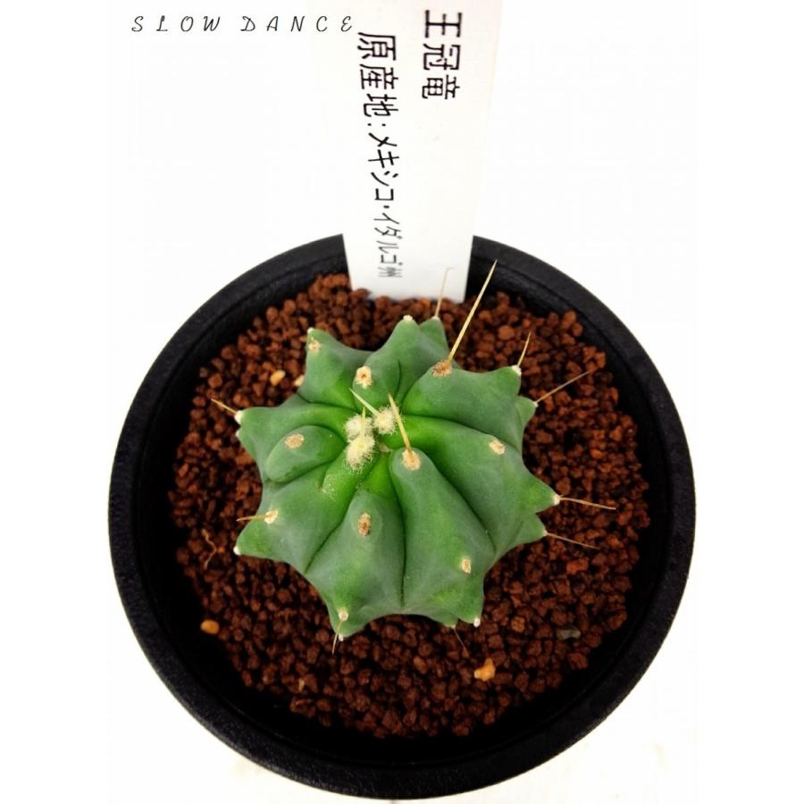サボテン 王冠竜/2.5号硬質鉢 サボテン科フェロカクタス属 多肉 サボテン 王冠竜/2.5号硬質鉢 サボテン科フェロカクタス属 多肉