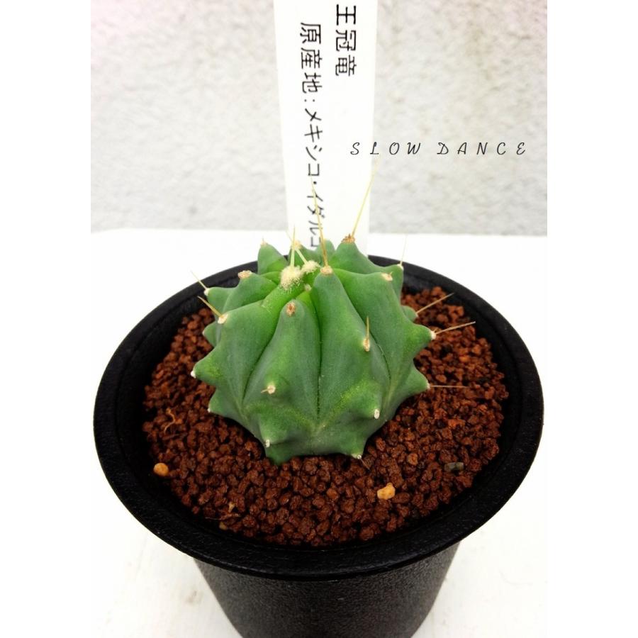 サボテン 王冠竜/2.5号硬質鉢 サボテン科フェロカクタス属 多肉 サボテン 王冠竜/2.5号硬質鉢 サボテン科フェロカクタス属 多肉
