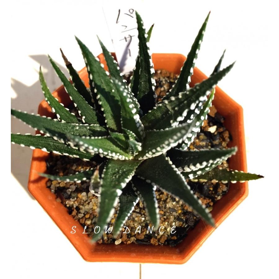 ハオルチア パンサー 2号八角型プラポット ツルボラン科 多肉植物 Haworthia Attenuata Panther 2s スローダンス Yahoo 店 通販 Yahoo ショッピング