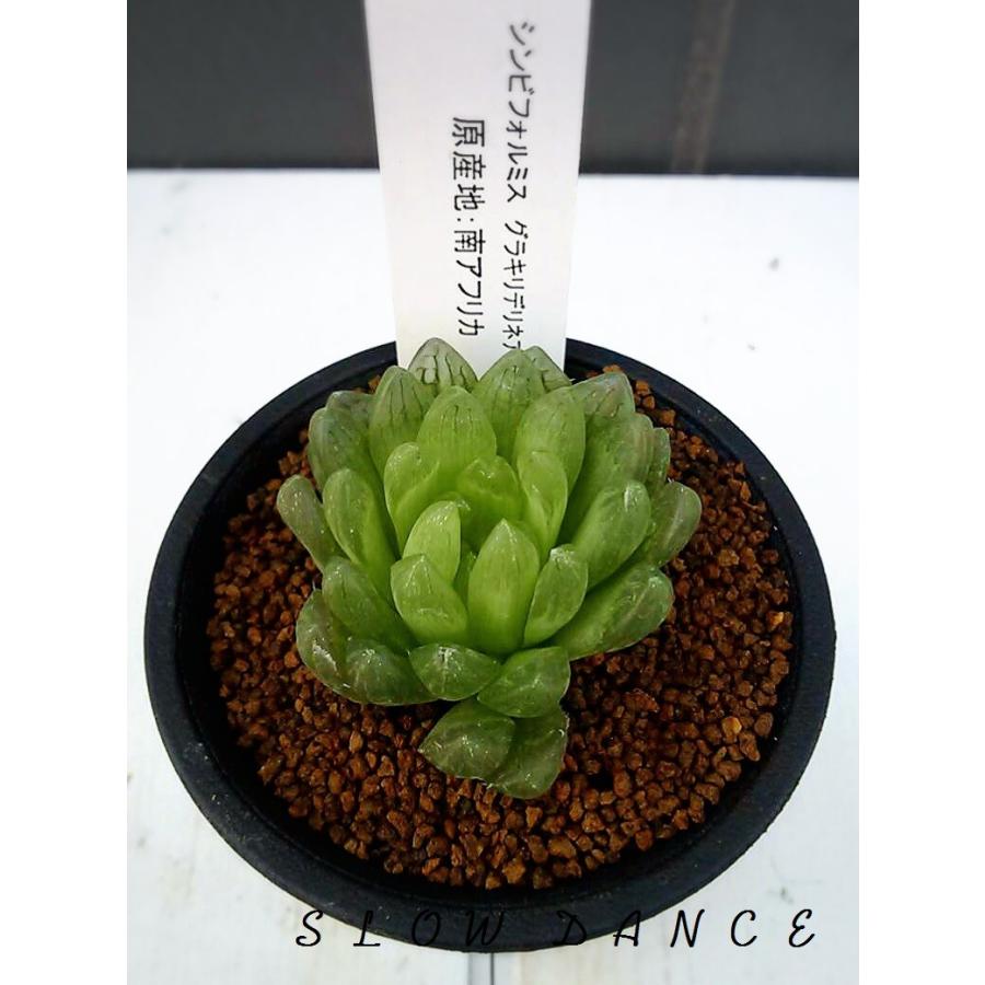 ハオルチア シンビフォルミス グラキリデリネアータ 2 5号硬質鉢 ツルボラン科 多肉植物 Haworthia Cymbiformis F Gracilidelineata Baakens Valley スローダンス Yahoo 店 通販 Yahoo ショッピング