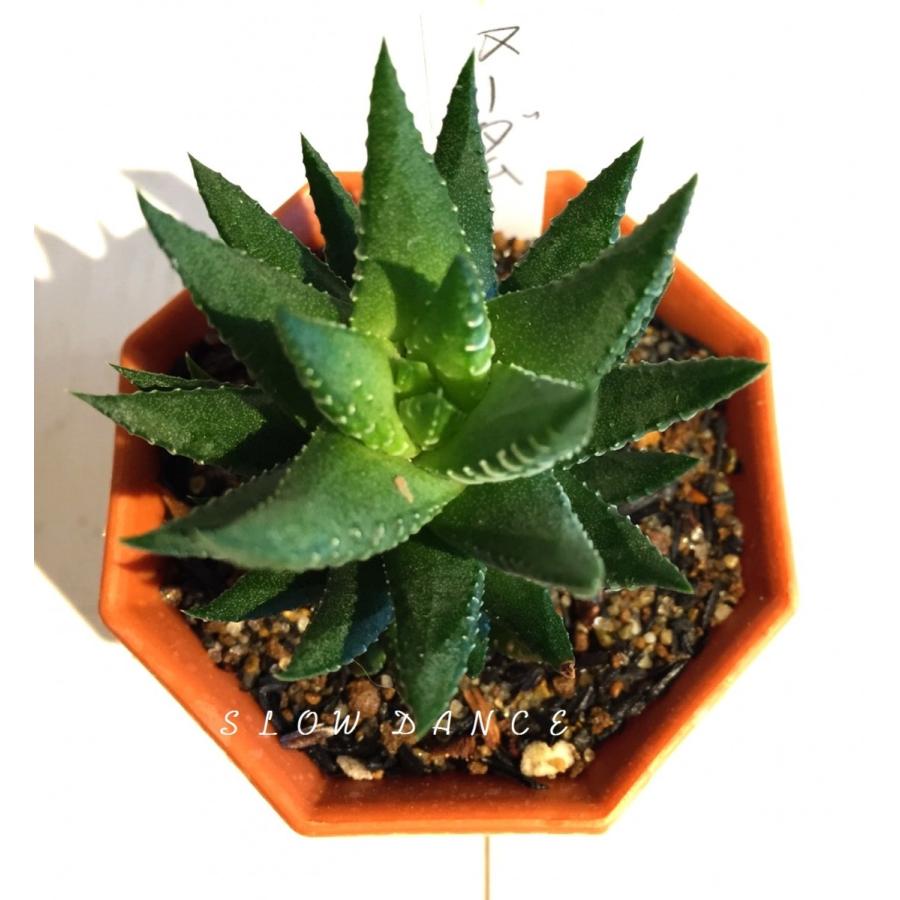 ハオルチア ヌーダム 2号八角型プラポット ツルボラン科 多肉植物 Haworthia Nudam 2s スローダンス Yahoo 店 通販 Yahoo ショッピング