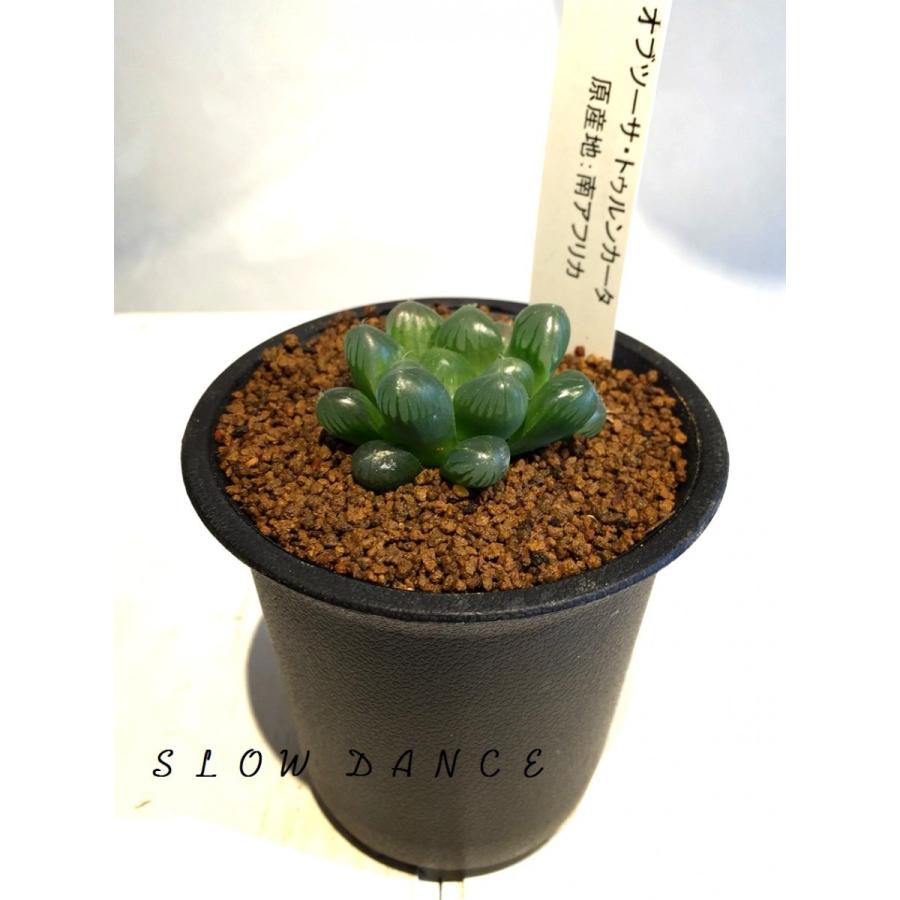 ハオルチア オブツーサ トゥルンカータ 2 5号硬質鉢 ツルボラン科 多肉植物 Haworthia Obutusa Turuncata スローダンス Yahoo 店 通販 Yahoo ショッピング