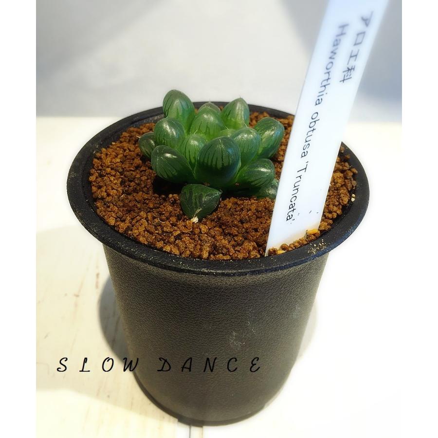 商品追加値下げ在庫復活 ハオルチア オブツーサ トゥルンカータ 直径31 39mm 2 5号硬質鉢 ツルボラン科 多肉植物 Wantannas Go Id