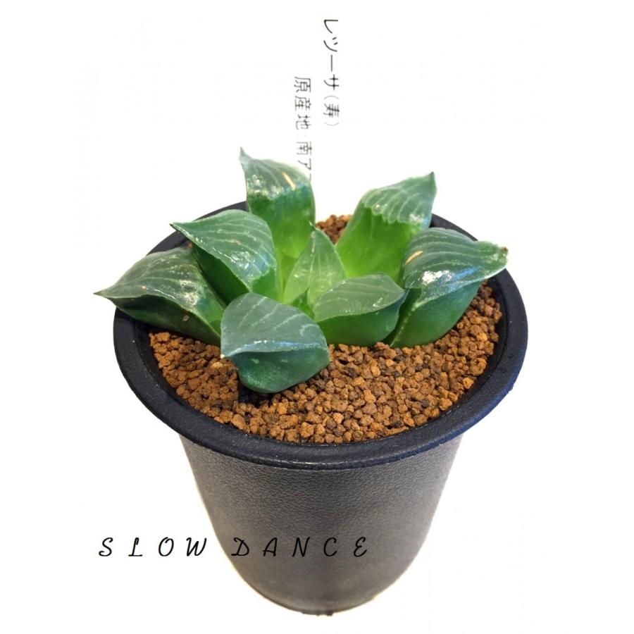 ハオルチア レツーサ寿 2 5号硬質鉢 ツルボラン科 多肉植物 Haworthia Retusa スローダンス Yahoo 店 通販 Yahoo ショッピング