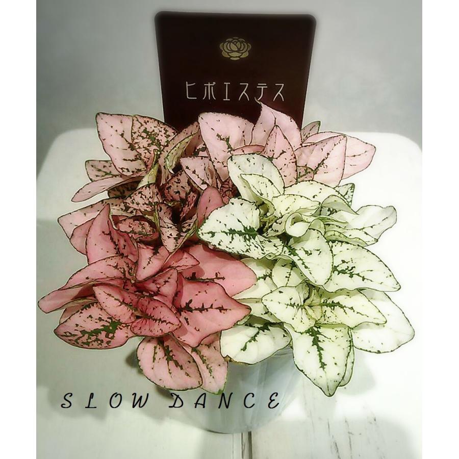 ヒポエステス 白と薄ピンクの混植 2 5号ポット キツネノマゴ科ヒポエステス属 観葉植物 Hypoestes Phyllostachya Wl スローダンス Yahoo 店 通販 Yahoo ショッピング