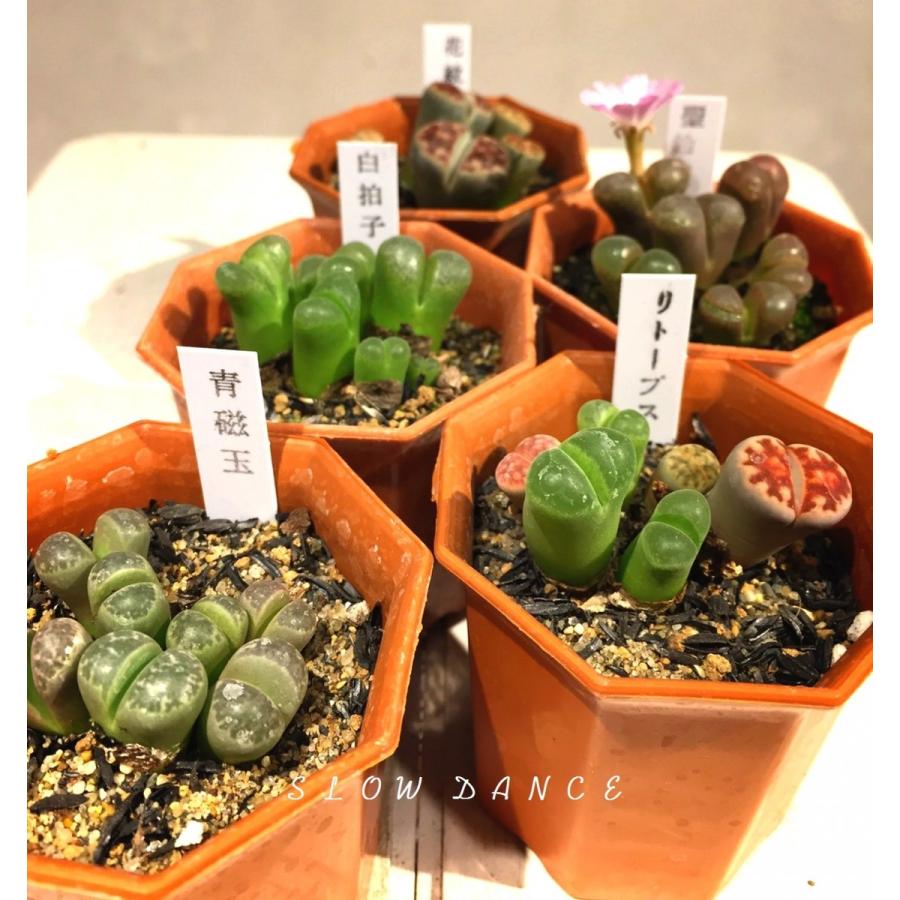 リトープス系 品種おまかせ5鉢セット 2号八角型プラポット ハマミズナ科 多肉植物 1鉢324円 Lithops 5set Tm スローダンス Yahoo 店 通販 Yahoo ショッピング