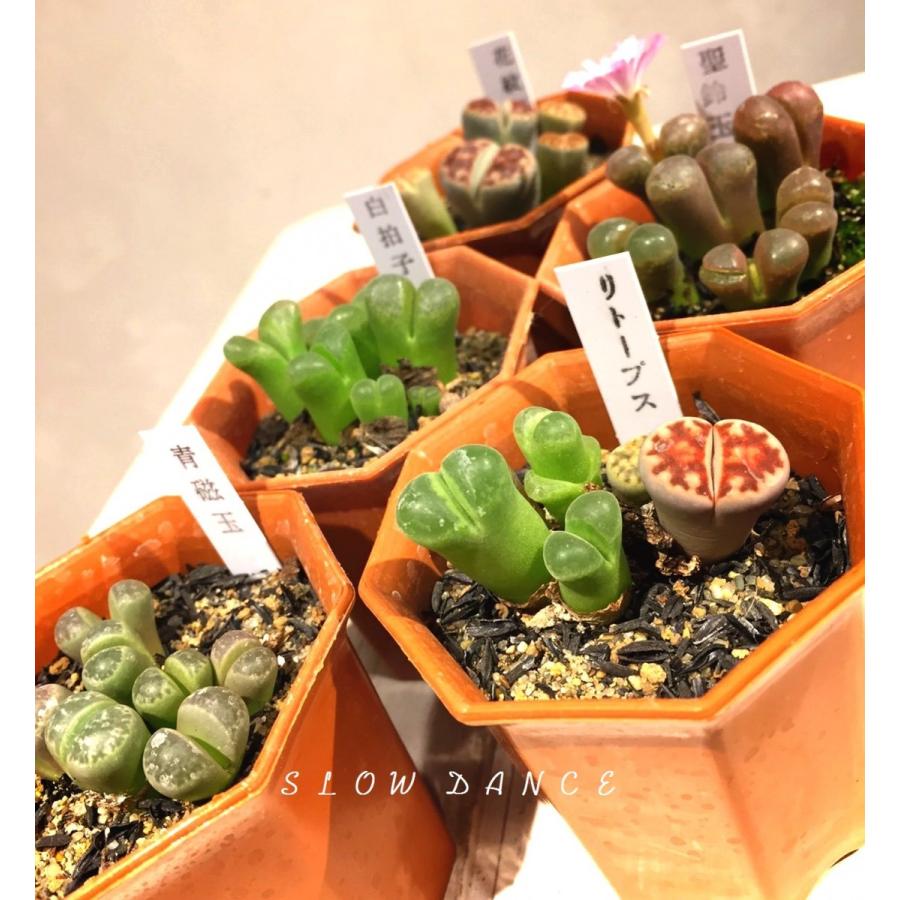 リトープス系 品種おまかせ5鉢セット 2号八角型プラポット ハマミズナ科 多肉植物 1鉢324円 Lithops 5set Tm スローダンス Yahoo 店 通販 Yahoo ショッピング