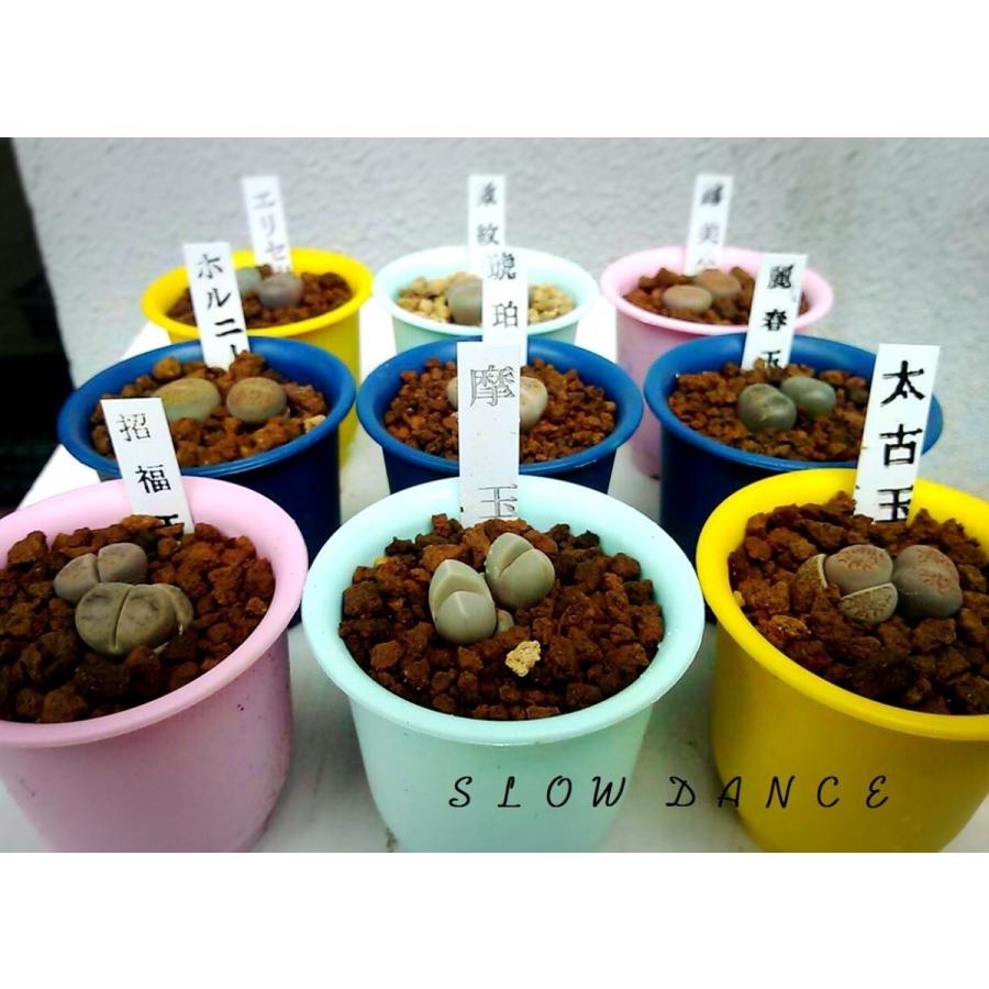 リトープス 7品種13頭 リトープス専用の土3袋セット レビュー特典 抜き苗でお届けいたします 2号プラ鉢 ハマミズナ科 多肉植物 Lithops13 Soil3 Set スローダンス Yahoo 店 通販 Yahoo ショッピング