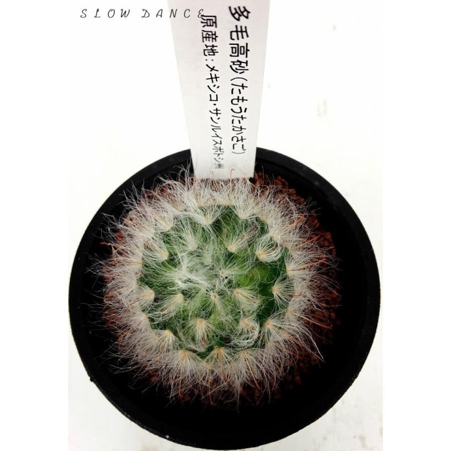 サボテン 多毛高砂 2 5号硬質鉢 サボテン科マミラリア属 多肉植物 Mammillaria Bocasana V Multilanata スローダンス Yahoo 店 通販 Yahoo ショッピング