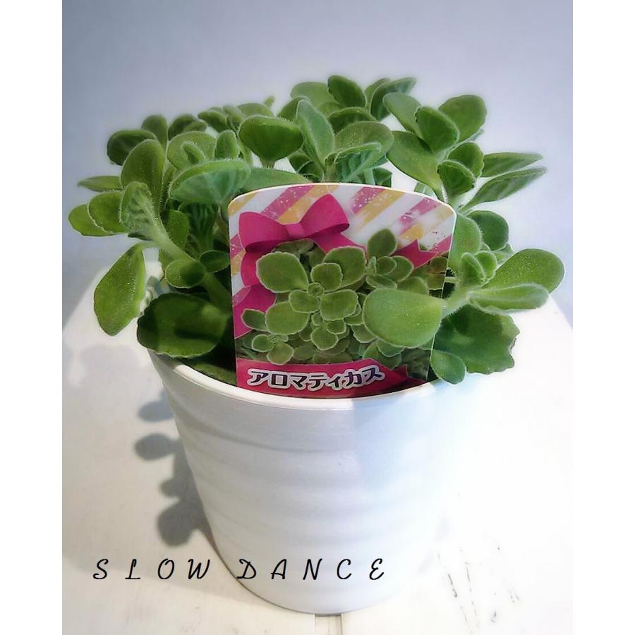 アロマティカス/3.5号プラ鉢 シソ科プレクトランサス属 キューバン