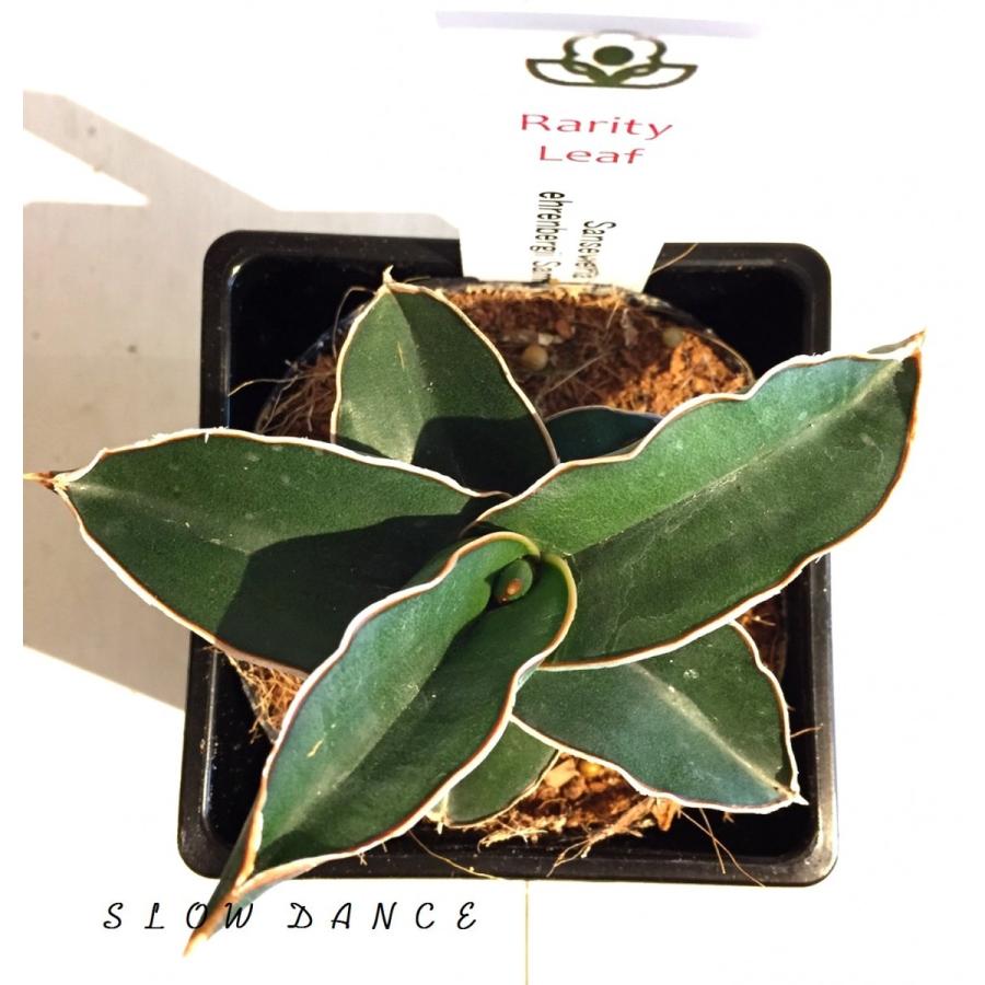 サンスベリア サムライドワーフ 3 5号プラ角鉢ブラック キジカクシ科サンセベリア属 観葉植物 Sansevieria Ehrenbergii Samurai Dwalf 35black スローダンス Yahoo 店 通販 Yahoo ショッピング
