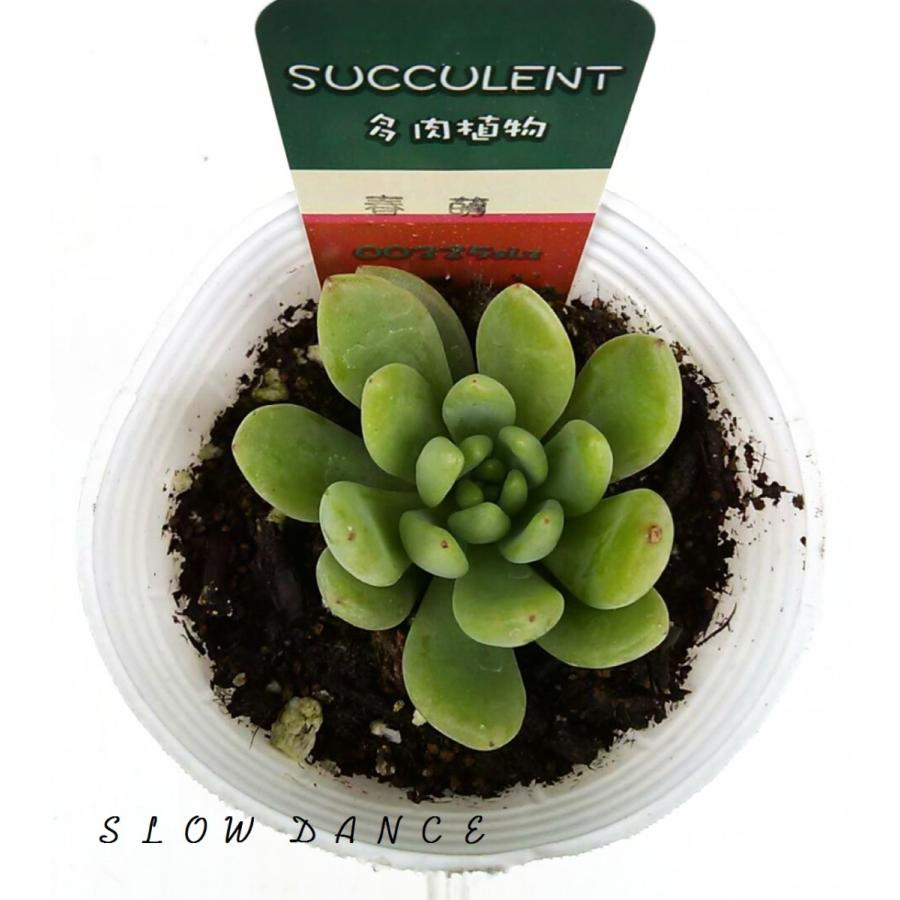セダム 春萌 2 5号ポット ベンケイソウ科セダム属 多肉植物 Sedum Alice Evans スローダンス Yahoo 店 通販 Yahoo ショッピング
