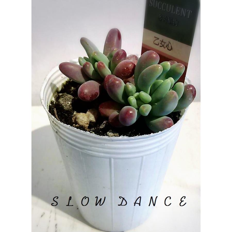 セダム 乙女心 2 5号ポット ベンケイソウ科セダム属 多肉植物 Sedum Pachyphyllum スローダンス Yahoo 店 通販 Yahoo ショッピング