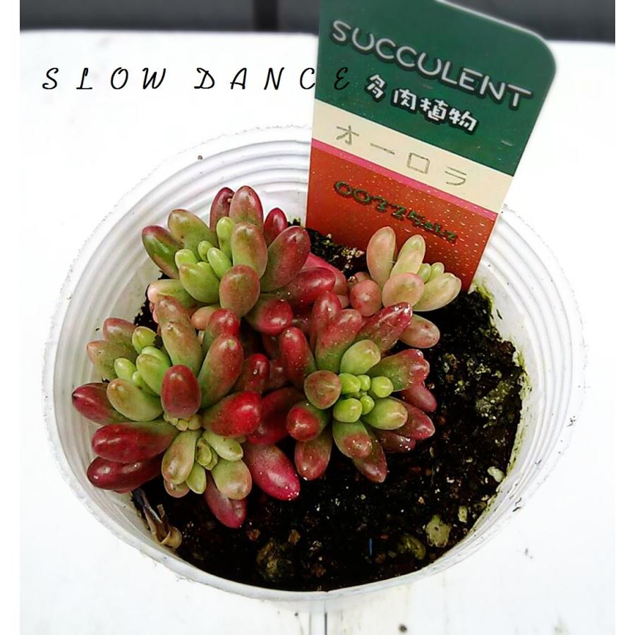 セダム オーロラ 虹の玉の斑入り品種 2 5号ポット ベンケイソウ科セダム属 多肉植物 Sedum Rubrotinctum Aurora スローダンス Yahoo 店 通販 Yahoo ショッピング