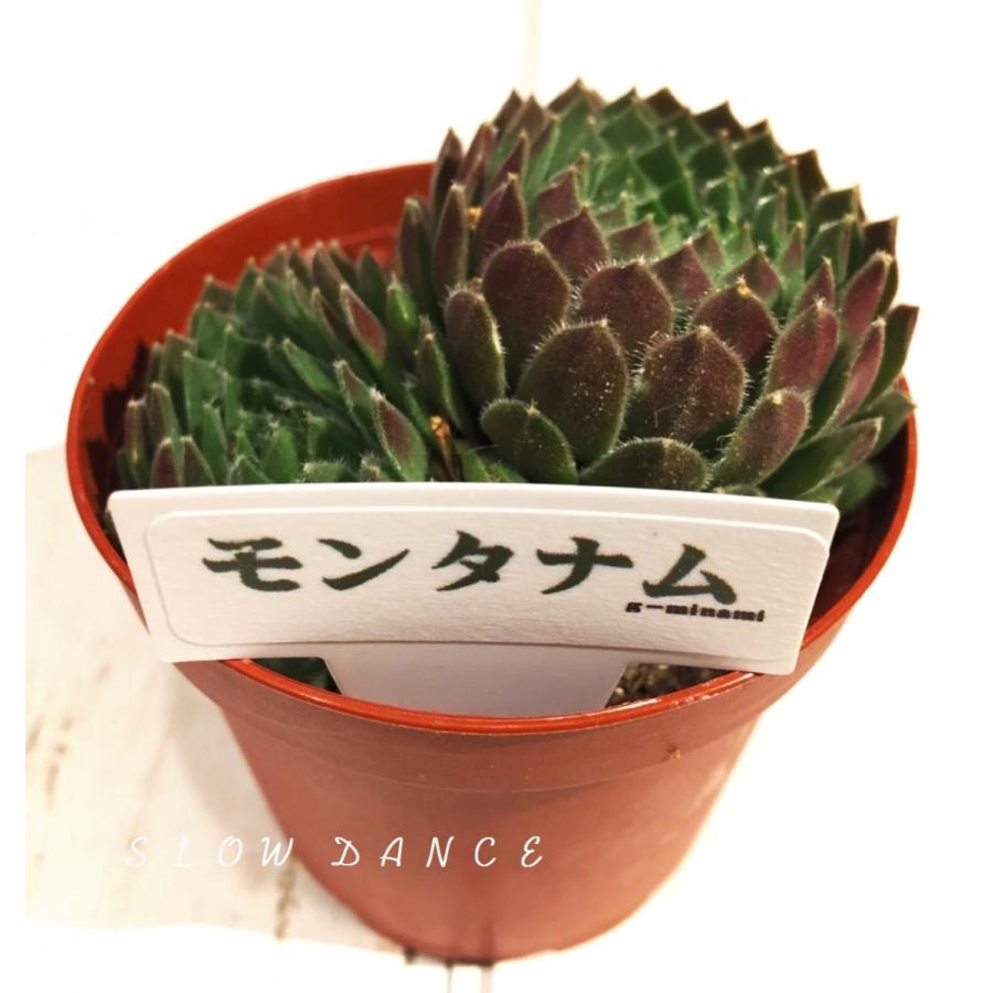 センぺルビウム モンタナム 2号プラポット ベンケイソウ科 多肉植物 Sempervivum Montanum スローダンス Yahoo 店 通販 Yahoo ショッピング