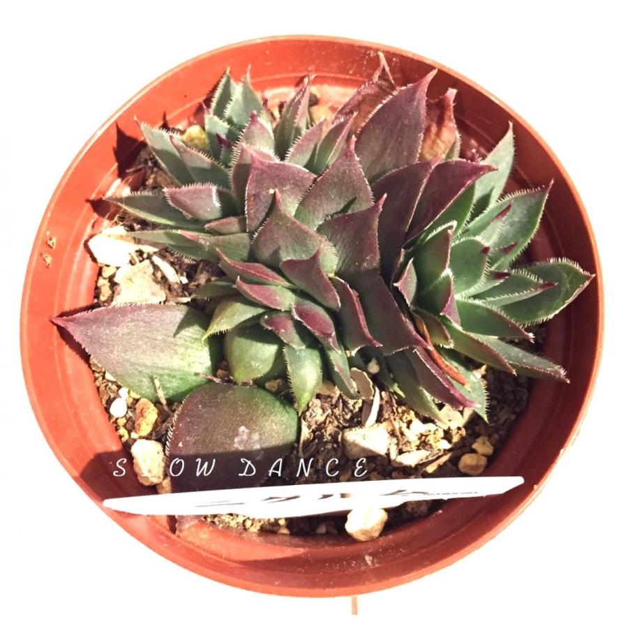 センぺルビウム ニグルム 2号プラポット ベンケイソウ科 多肉植物 園芸種 Sempervivum Nigrum スローダンス Yahoo 店 通販 Yahoo ショッピング