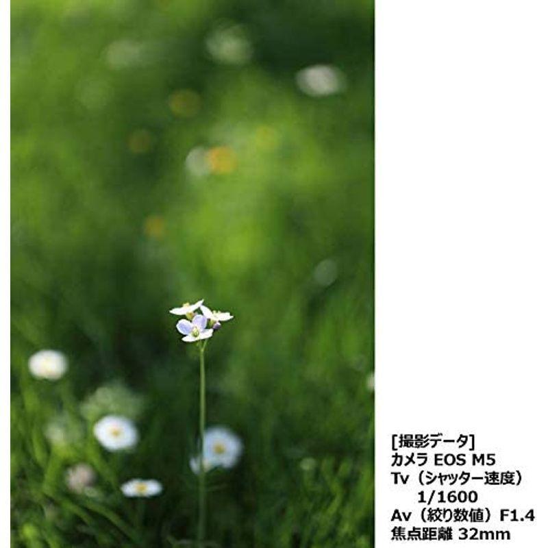 25【新品未使用】 Canon キヤノン 単焦点レンズ EF-M32mm F1.4 STM ミラーレス一眼対応 ブラック 全長56.5mm EF-M3214ST 【OCQ8124985525】(29406円)