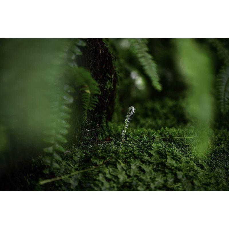 【最終値下げ】 Nikon 単焦点マクロレンズ NIKKOR Z MC 105mm f/2.8 VR S Zマウント フルサイズ対応 Sライン NZMC10 【NA2487726077】(90036円)