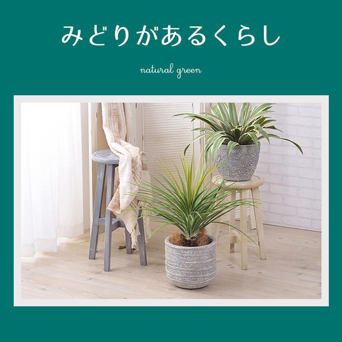 アガベ プランゾシニー 特大 美形 シルバー美 地植え 鉢植えインテリア