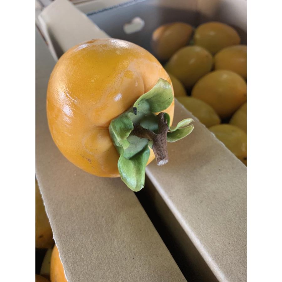 大玉】干し柿を作ってみませんか♪愛媛県産 愛宕(あたご）柿 10キロご