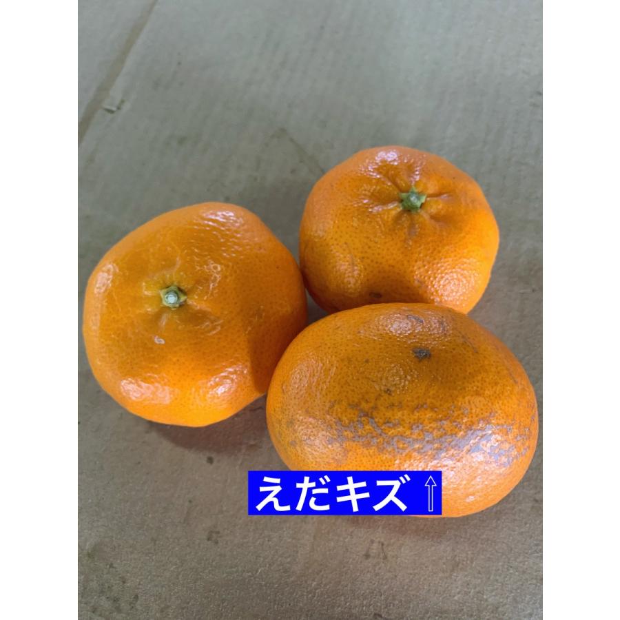愛媛県産 甘平（かんぺい）3キロ 訳あり・ご家庭用 : 小さな果物屋さん