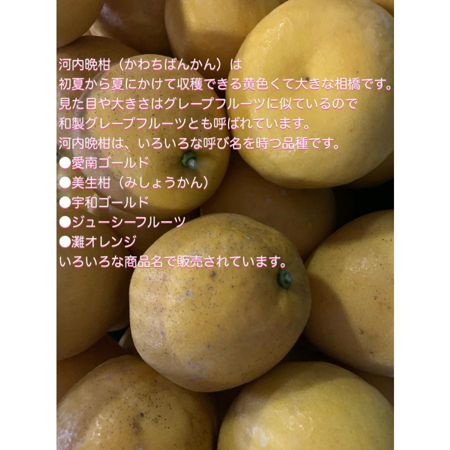 見た目が悪いんです!!河内晩柑10キロ 超訳あり・ご家庭用 : 小さな果物
