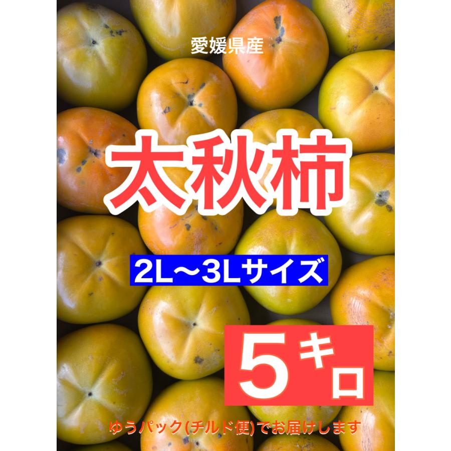 愛媛県産太秋柿5キロ 2L〜3Lサイズ 甘柿 ☆ご家庭用サクッとした食