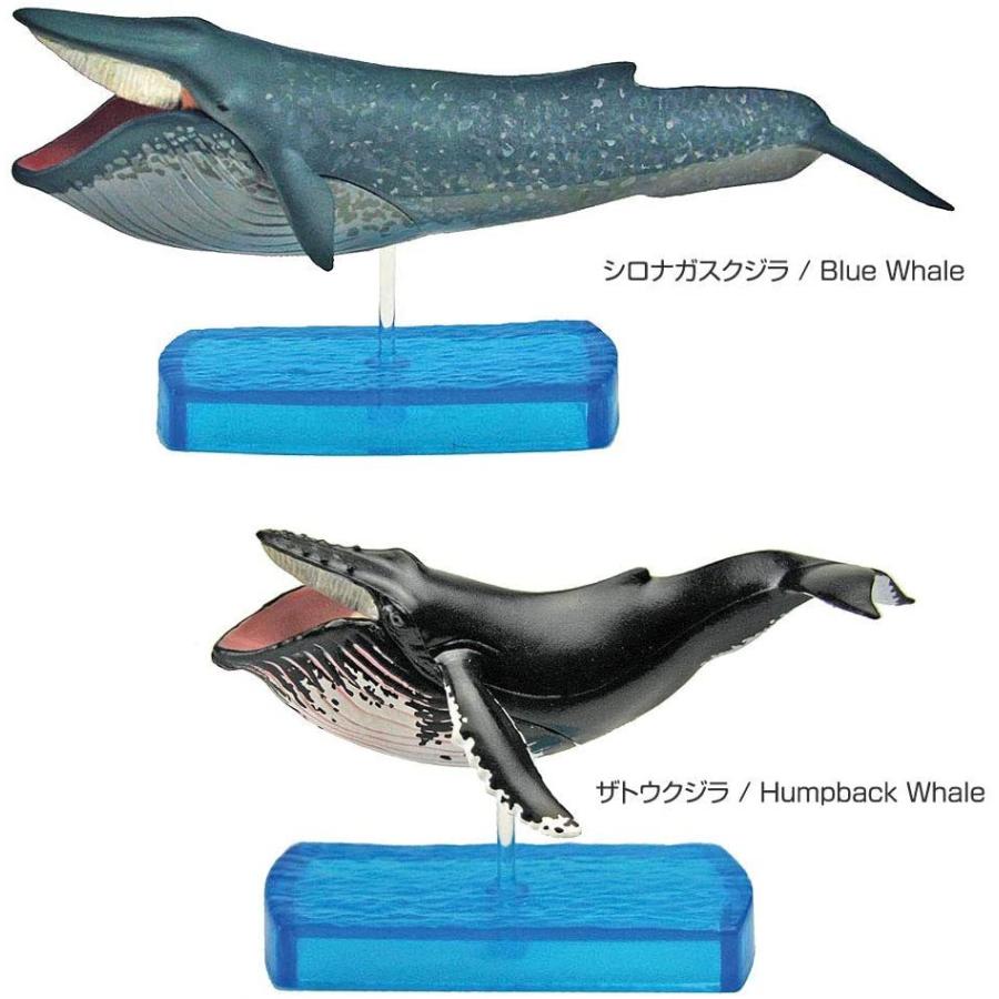 カロラータ 哺乳類 フィギュア 立体図鑑 クジラ イルカ リアル フィギュアボックス 解説書 スタンド付き 食品衛生法クリア 8種 コミック アニメ Myleet Com