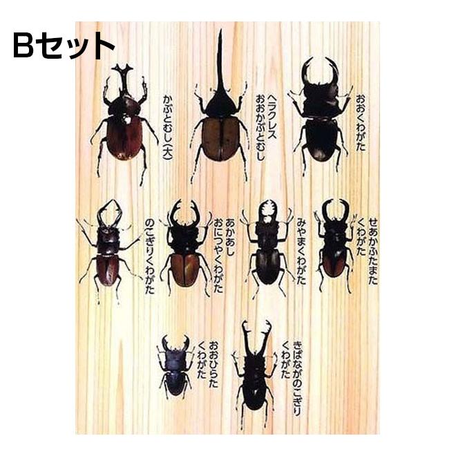 昆虫 おもちゃ カブトムシ クワガタ 闘虫コレクション5 子供 玩具