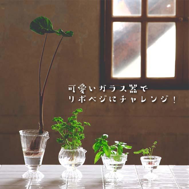 SPICE of Life（スパイス オブ ライフ） 花瓶 ガラス鉢 おしゃれ